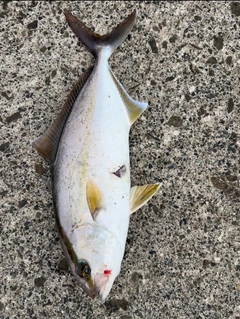 ショゴの釣果