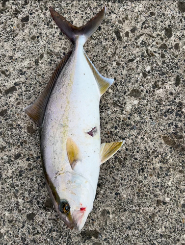 ショゴの釣果