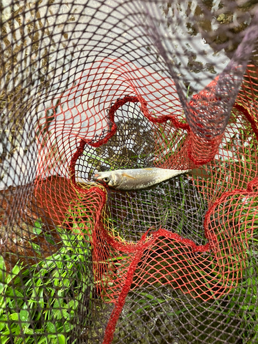 ウグイの釣果