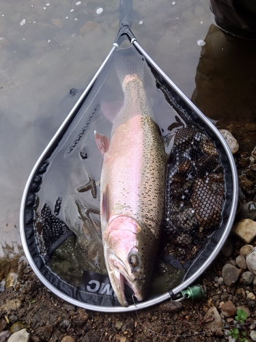 ニジマスの釣果