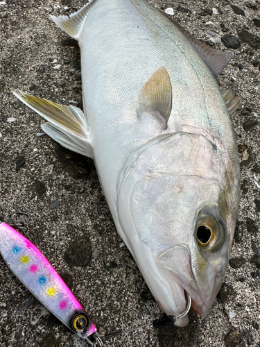 ショゴの釣果