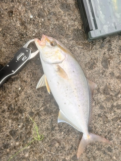 ショゴの釣果