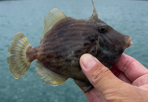 カワハギの釣果