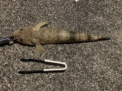 ミナミマゴチの釣果