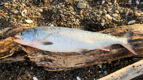 アキアジの釣果