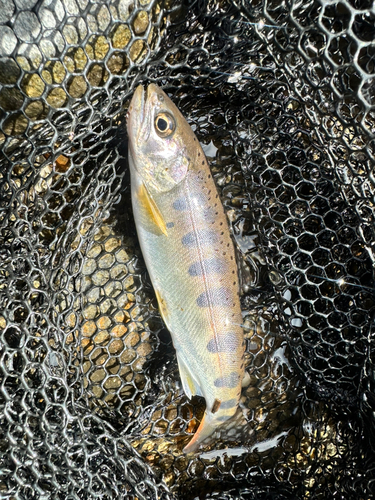 ヤマメの釣果