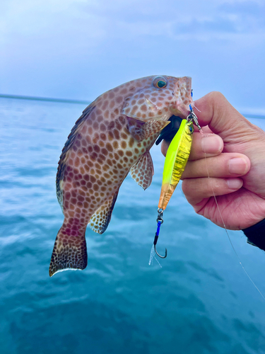 オオモンハタの釣果