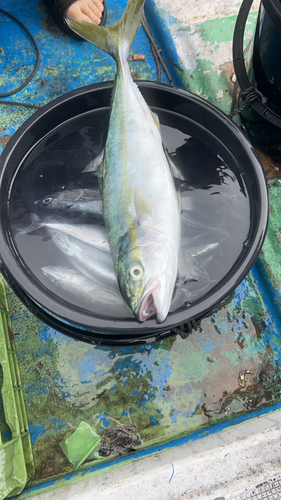 ハマチの釣果