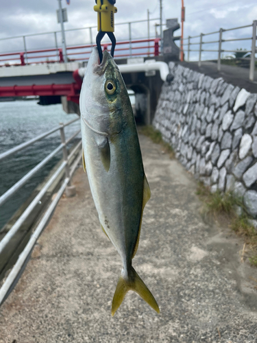 セイゴ（ヒラスズキ）の釣果