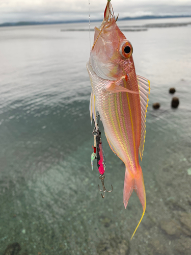 イトヨリダイの釣果