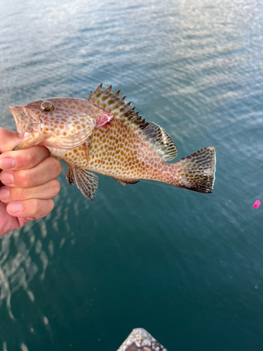 オオモンハタの釣果