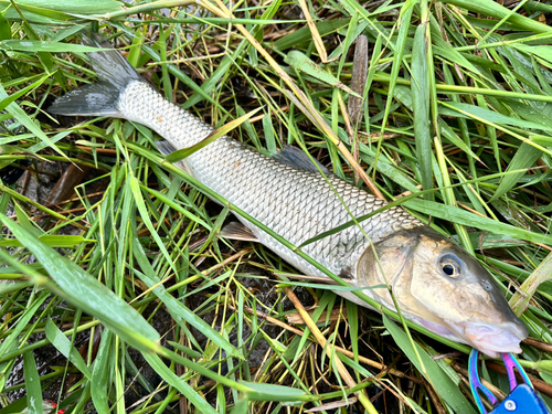 ニゴイの釣果