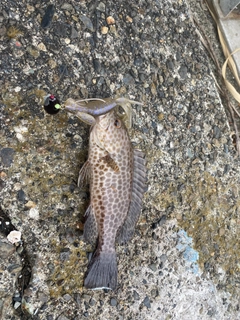 オオモンハタの釣果