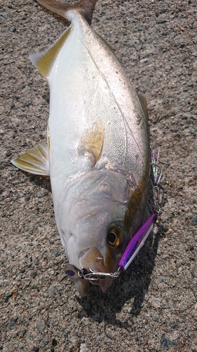 シオの釣果