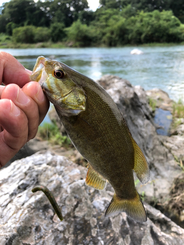 スモールマウスバスの釣果