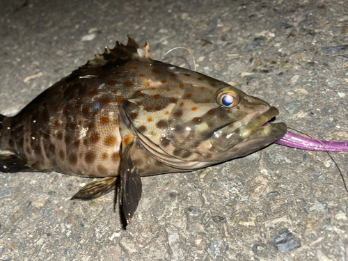 チャイロマルハタの釣果