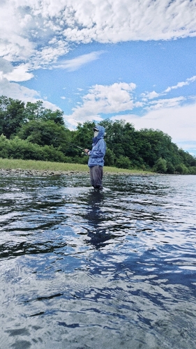 アユの釣果