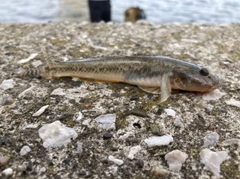 ハゼの釣果