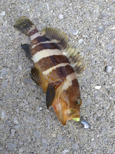 アオハタの釣果