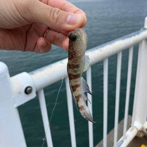 リュウグウハゼの釣果