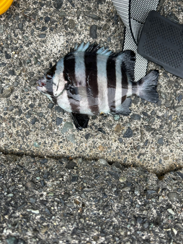 イシダイの釣果