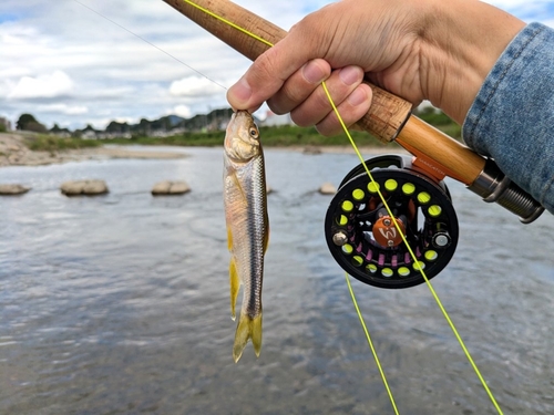 カワムツの釣果