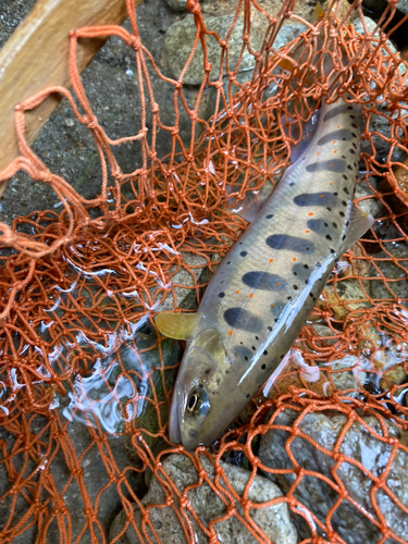 アマゴの釣果