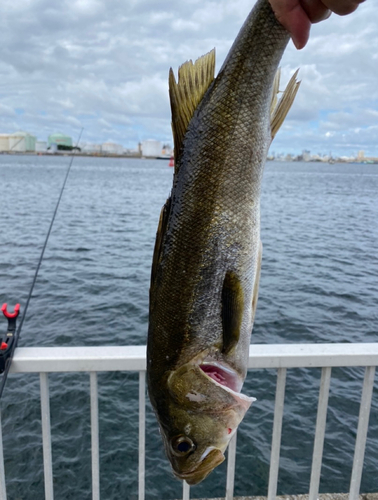 フッコ（ヒラスズキ）の釣果