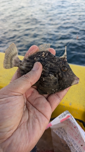 カワハギの釣果