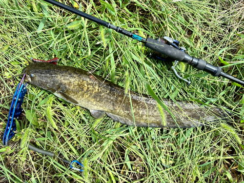 ナマズの釣果