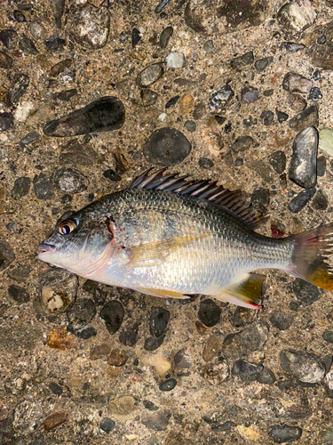 チヌの釣果