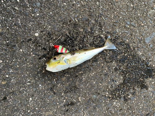 シロサバフグの釣果