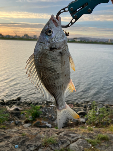 キビレの釣果