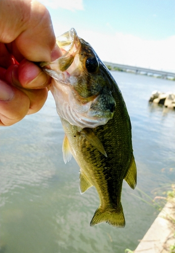 ラージマウスバスの釣果