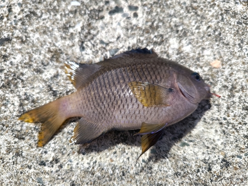 スズメダイの釣果