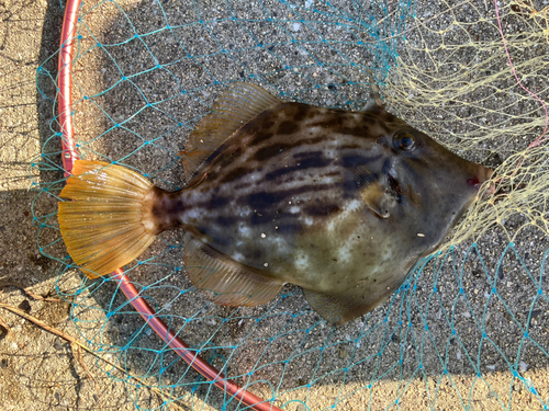 カワハギの釣果