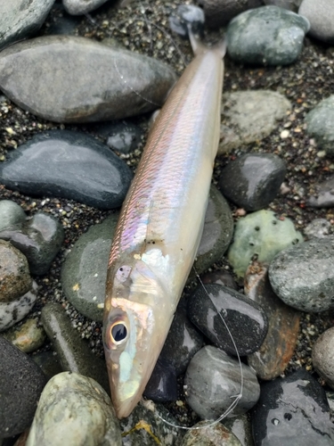 シロギスの釣果