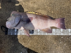 コブダイの釣果