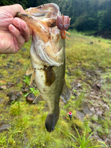 ラージマウスバスの釣果