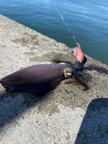 アオリイカの釣果