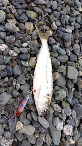 コノシロの釣果