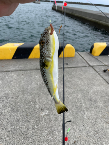 ショウサイフグの釣果