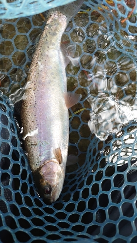 ニジマスの釣果