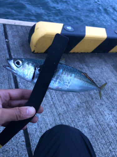 サバの釣果