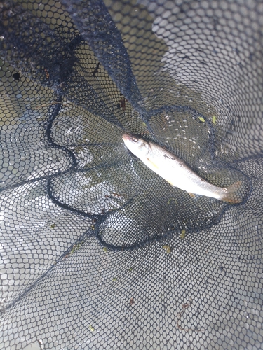 ウグイの釣果