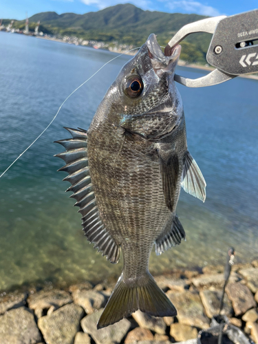 チヌの釣果