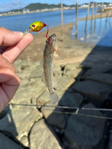 マハゼの釣果