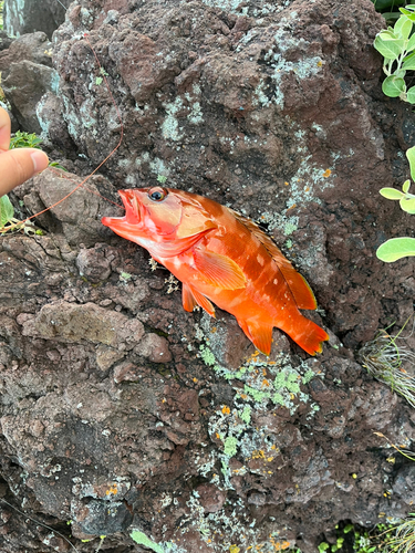 アカハタの釣果