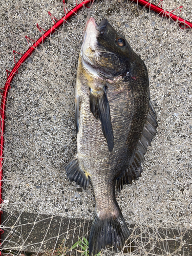 クロダイの釣果