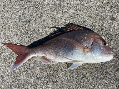 マダイの釣果